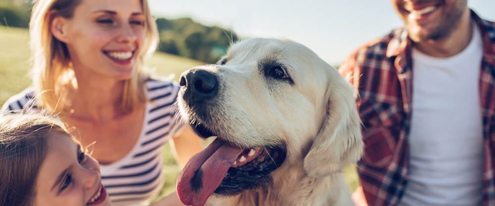 Animalele de companie sunt cele mai bune prietene ale noastre